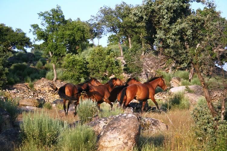 ארקוס דה ואלדבז Quinta Lamosa Agroturismo מראה חיצוני תמונה